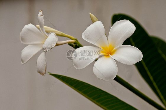 弗朗吉帕尼邀请函温泉花瓣花园异国植物鸡蛋花香味白色热带图片