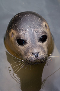 港口海豹幼兽晶须照片眼睛反射鼻子环境毛皮哺乳动物黑色图片