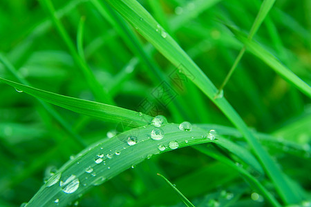 青草绿色植物公园花园生活晴天水滴液体农村生长叶子图片