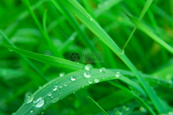 青草绿色植物公园花园生活晴天水滴液体农村生长叶子图片