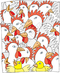 鸡插图小鸡脚鸡人群生长农场图片