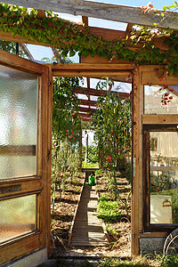 私人温室季节植物叶子红色地面蔬菜绿色树叶小路小屋图片