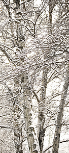 冬季下雪的伯赫树图片