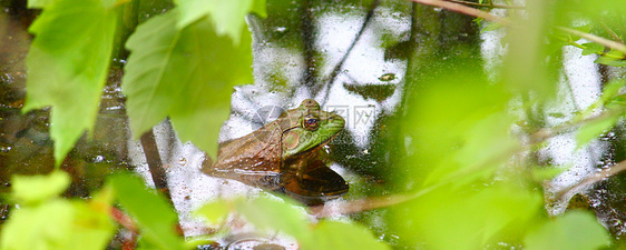 牛蛙宏观生物眼睛公园野生动物疱疹爬虫学科学环境青蛙图片