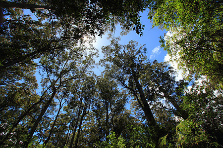 森林树冠叶子天空树叶蓝色绿色植被树木木头风景环境图片