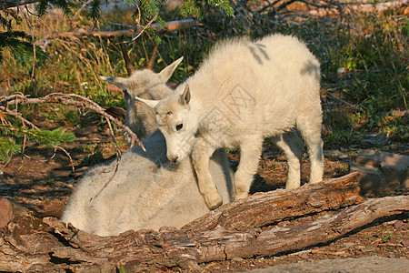 山羊与基德哺乳动物牛角悬崖公园荒野国家孩子喇叭冰川动物图片
