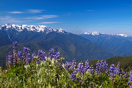 飓风脊天空风景高地蓝色山峰公园爬坡花朵山脉远足图片