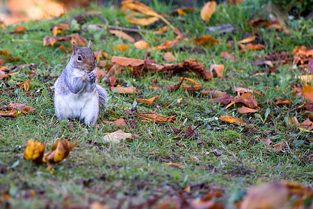 草地上的灰松鼠动物好奇心眼睛环境野生动物荒野生物爪子木头橙子图片