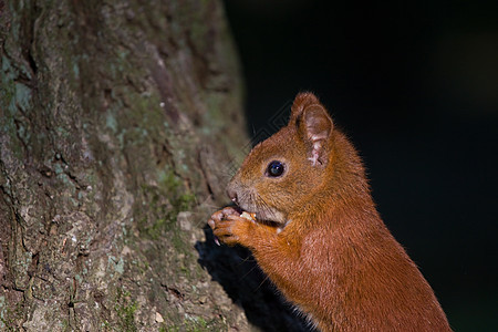 红欧亚松鼠野生动物动物木头橙子松鼠环境公园爪子森林生物图片