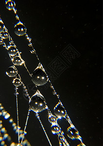 清晨美丽的蜘蛛网光环风光蛛网天气田园气象阳光宏观水滴图片