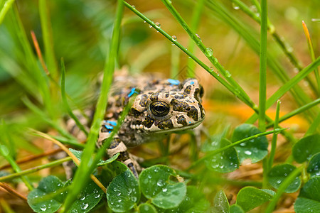 草地里的青蛙眼球动物生态宏观花园绿色动物群野生动物黄色王子图片