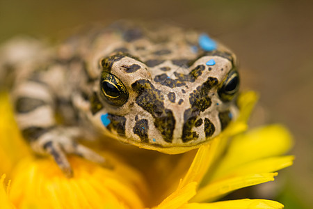 花朵上的青蛙绿色动物群野生动物奢华生物学母猪生态蟾蜍眼睛脚趾图片