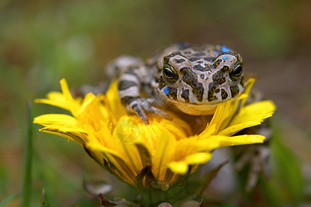 花朵上的青蛙王子绿色眼球宏观母猪眼睛生活动物生态动物群图片