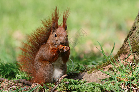 红松鼠环境松鼠好奇心木头耳朵公园哺乳动物毛皮森林爪子图片
