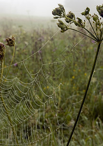 美丽的蜘蛛网蛛网水滴宏观风光田园气象天气光环阳光图片