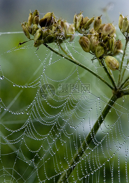 美丽的蜘蛛网宏观水滴田园气象光环风光阳光天气蛛网图片