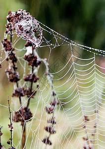 美丽的蜘蛛网气象风光田园阳光蛛网天气光环宏观水滴图片
