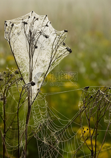 美丽的蜘蛛网蛛网阳光宏观天气田园光环水滴风光气象图片