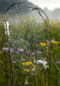 美丽的蜘蛛网光环宏观风光水滴蛛网阳光田园气象天气图片