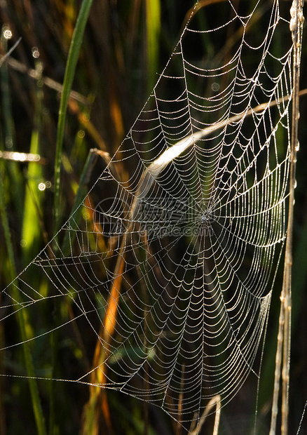 美丽的蜘蛛网田园水滴天气风光蛛网光环气象宏观阳光图片