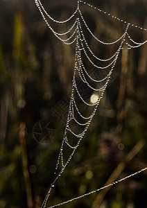 美丽的蜘蛛网蛛网天气阳光宏观风光气象水滴田园光环图片