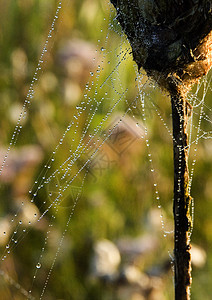 清晨美丽的蜘蛛网田园气象光环水滴宏观风光阳光蛛网天气图片