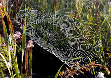 清晨美丽的蜘蛛网蛛网宏观气象水滴阳光田园天气光环风光图片