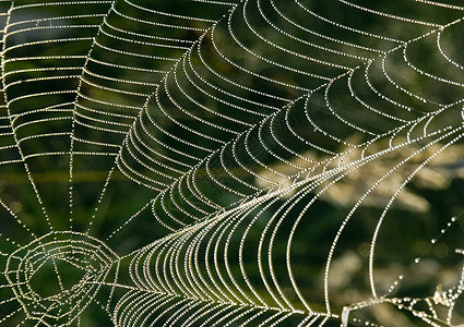 清晨美丽的蜘蛛网光环气象天气宏观风光水滴阳光田园蛛网图片