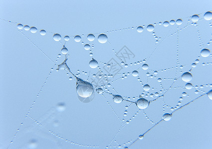 蜘蛛网 上面有清晨露水天气蛛网宏观阳光田园风光气象水滴光环背景图片