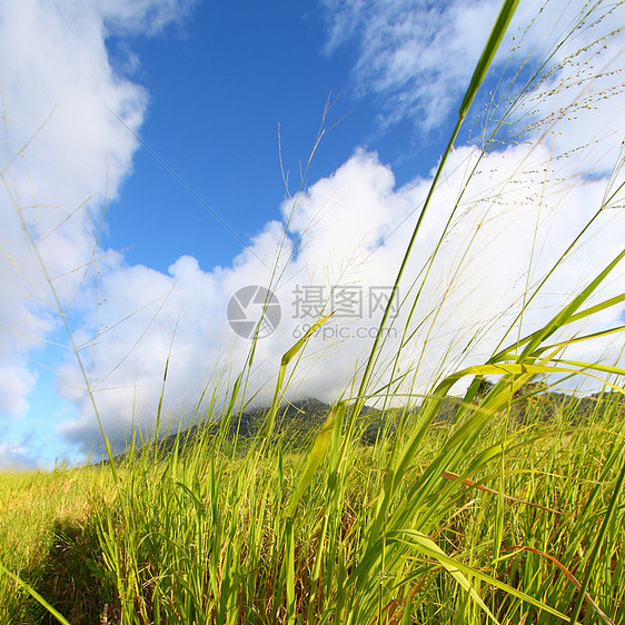 圣基茨油田叶子天堂植物群甘蔗农业场地风景天空栖息地图片