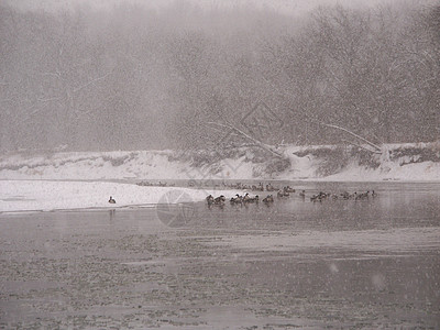 沿Kishwaukee一带的雪暴寒冷黑鹰荒野土地冻结暴风雪流动季节栖息地森林图片