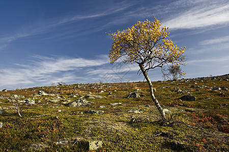 孤独的树农村植物群木头美丽国家季节植物蓝色生态天空图片