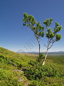 野地景观环境风景美丽草地蓝色森林国家阳光植物群生活图片