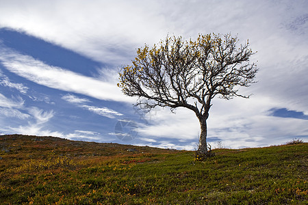 孤独的树生活土地森林生态季节国家蓝色农村天空阳光图片