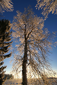 高霜冻树图片