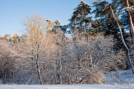 冬天白色季节性风景荒野城市环境天气冻结乡村农村图片