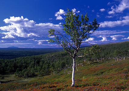 孤独的树场地植物美丽木头自由农村草地地平线阳光蓝色图片