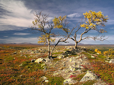 充满多彩的秋季风景阳光土地孤独生活场地草地木头季节环境植物图片