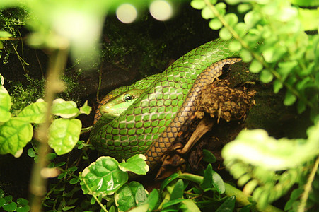 绿蛇爬虫动物图片
