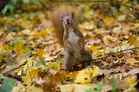 红欧亚松鼠环境好奇心木头荒野爪子森林生活动物公园生物图片