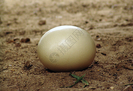 松鸡蛋地球孔雀蛋高清图片