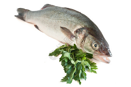 海贝斯 有方螺食物饮食低音香菜草药餐厅美食海鲜白色盐水图片