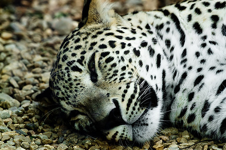 白雪豹伊尔比斯毛皮荒野晶须动物园说谎眼睛哺乳动物图片