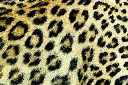 雪豹 Irbis 皮肤纹理图片