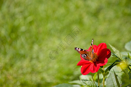 花朵上的蝴蝶宏观植物生活花瓣昆虫美丽花园荒野翅膀橙子图片