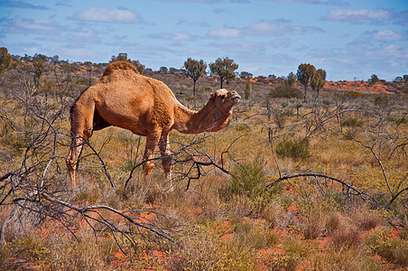 骆驼荒野领土沙漠红色动物跑步旅行野生动物土地衬套图片