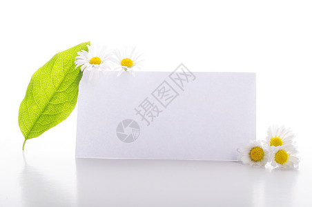 纸页页生态叶子提示器和平树叶笔记纸横幅公告环境绿色背景图片