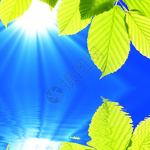 叶子太阳背景植物生态森林树叶绿色晴天温泉反射图片