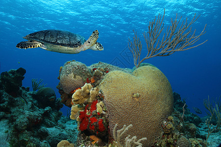 Hawksbill 海龟和脑珊瑚     墨西哥科苏梅尔背景图片