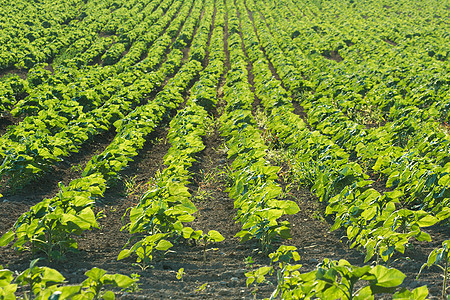 农业土壤国家绿色培育农田农村活力场地植物环境图片